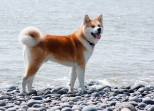 dog breeds akita