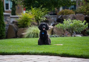 black poodle dog breed