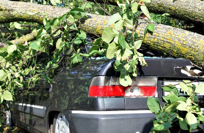 fallen tree on car