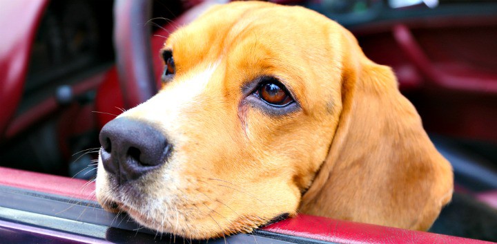 dog in car window