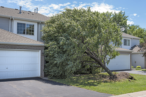 fallen tree on home